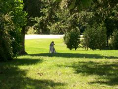 Sunday September 16, 2007 13:41 - BACK YARD ( POOLS GONE) 007.jpg